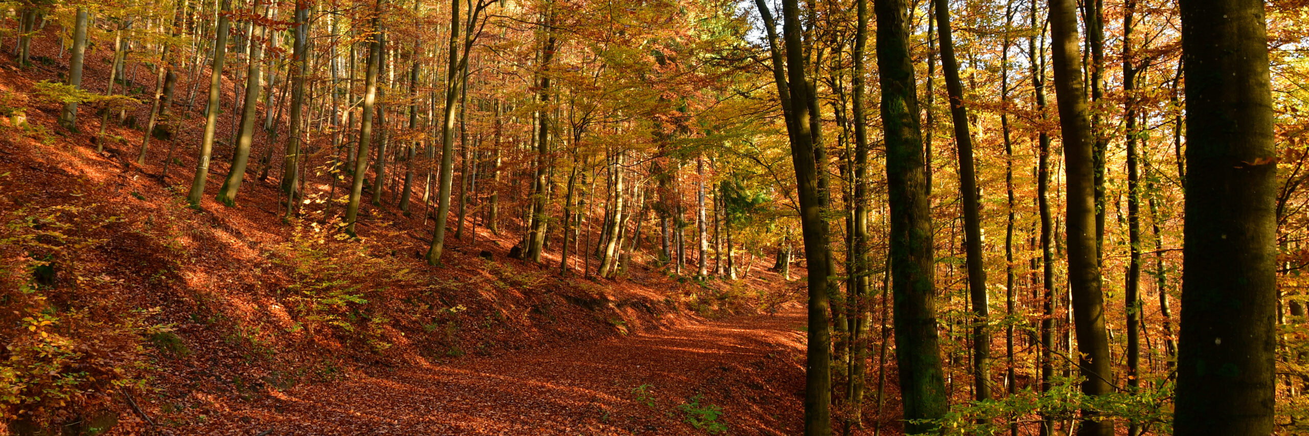 Herbstwald